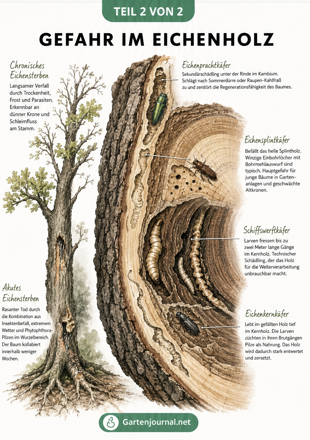 Querschnitt eines Eichenstamms, der die Fraßgänge verschiedener Holzschädlinge wie Eichenprachtkäfer und Schiffswerftkäfer von der Rinde bis ins Kernholz zeigt.