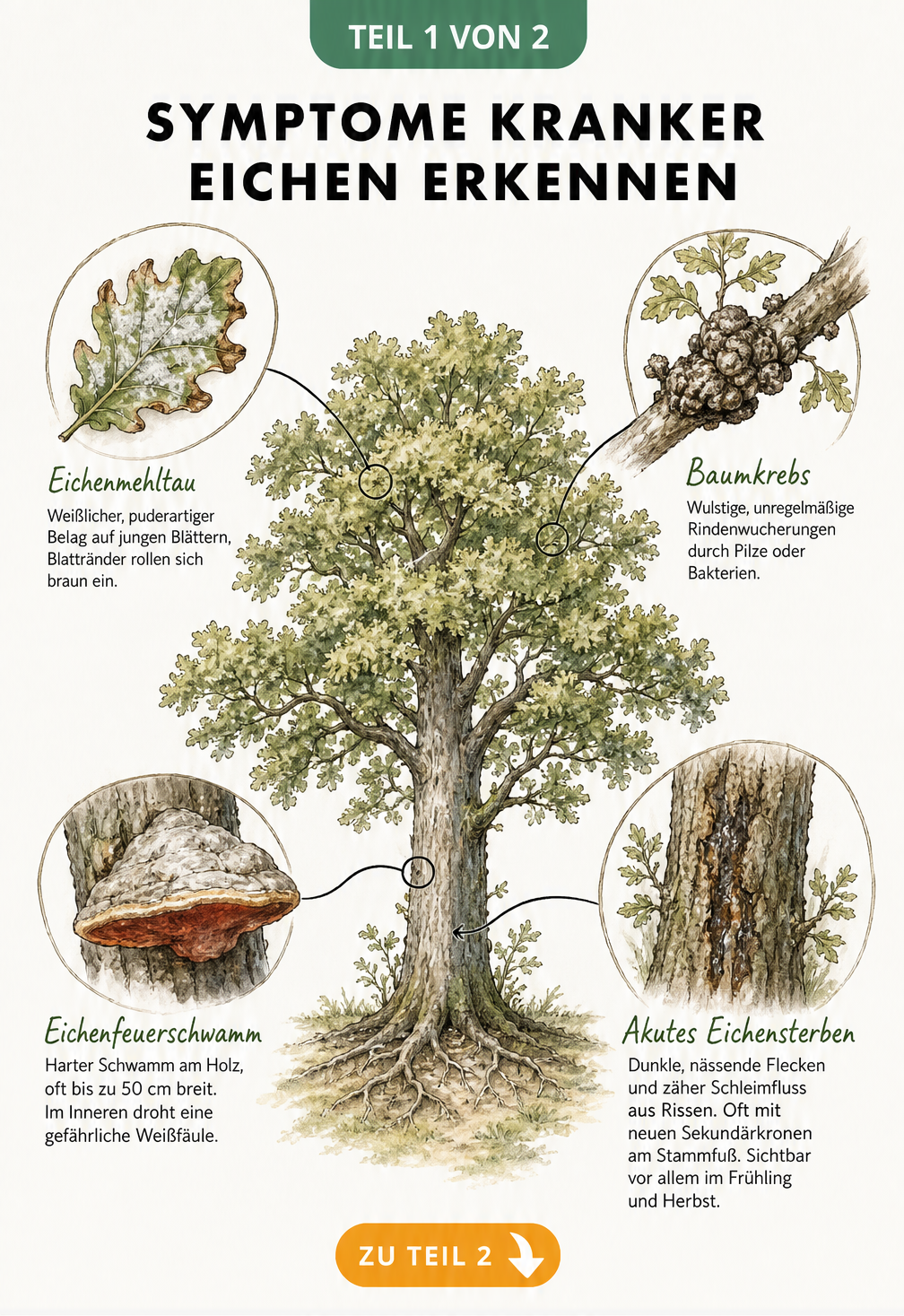 Botanische Illustration einer Eiche mit Detailansichten von Eichenmehltau, Baumkrebs, Eichenfeuerschwamm und akutem Eichensterben.