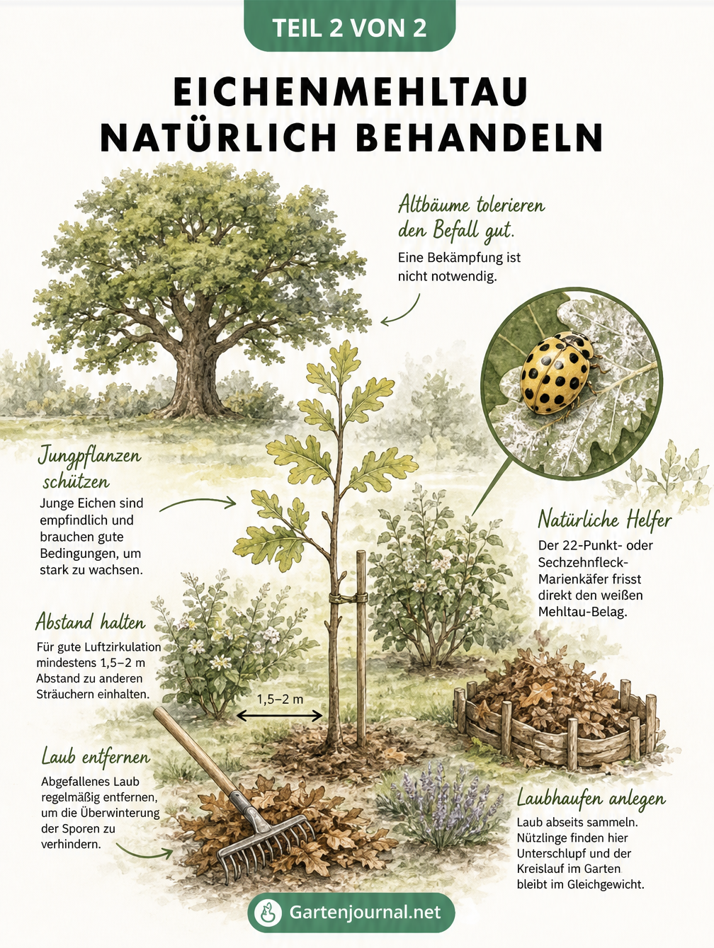 Illustration zur natürlichen Bekämpfung von Eichenmehltau mit Fokus auf Jungbäume, Pflanzabstand, Laubentfernung und dem 22-Punkt-Marienkäfer als Nützling.