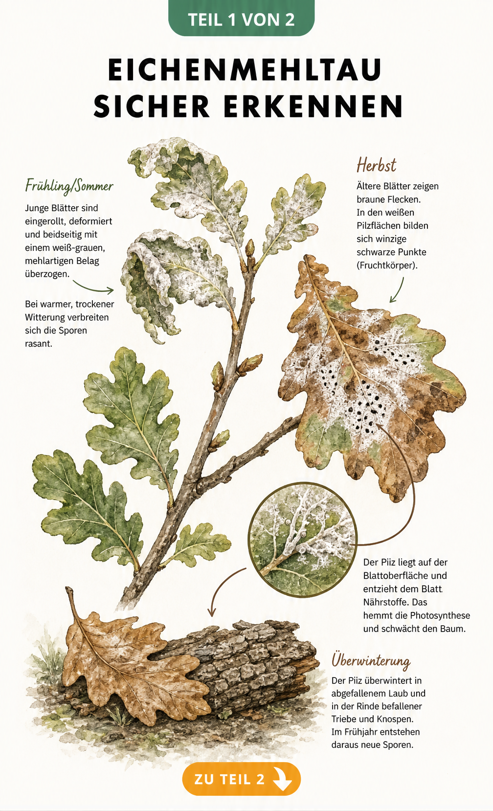 Botanische Illustration eines Eichenzweigs mit Eichenmehltau im Jahresverlauf, von weißen Pilzbelägen im Sommer bis zur Überwinterung im Herbst.
