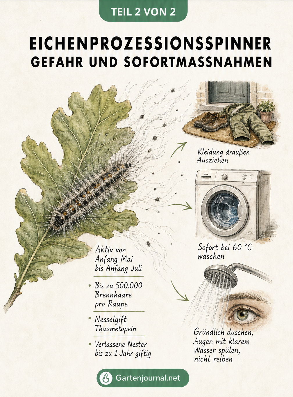 Illustration einer Eichenprozessionsspinner-Raupe auf einem Eichenblatt mit fliegenden Brennhaaren und Vignetten zu Sofortmaßnahmen wie Kleidung ausziehen,...