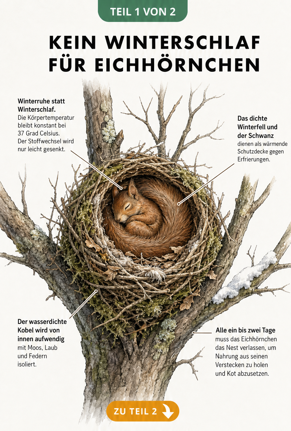 Querschnitt eines Eichhörnchen-Kobels im Winterbaum, der zeigt, wie das Tier bei 37 Grad Körpertemperatur Winterruhe hält.