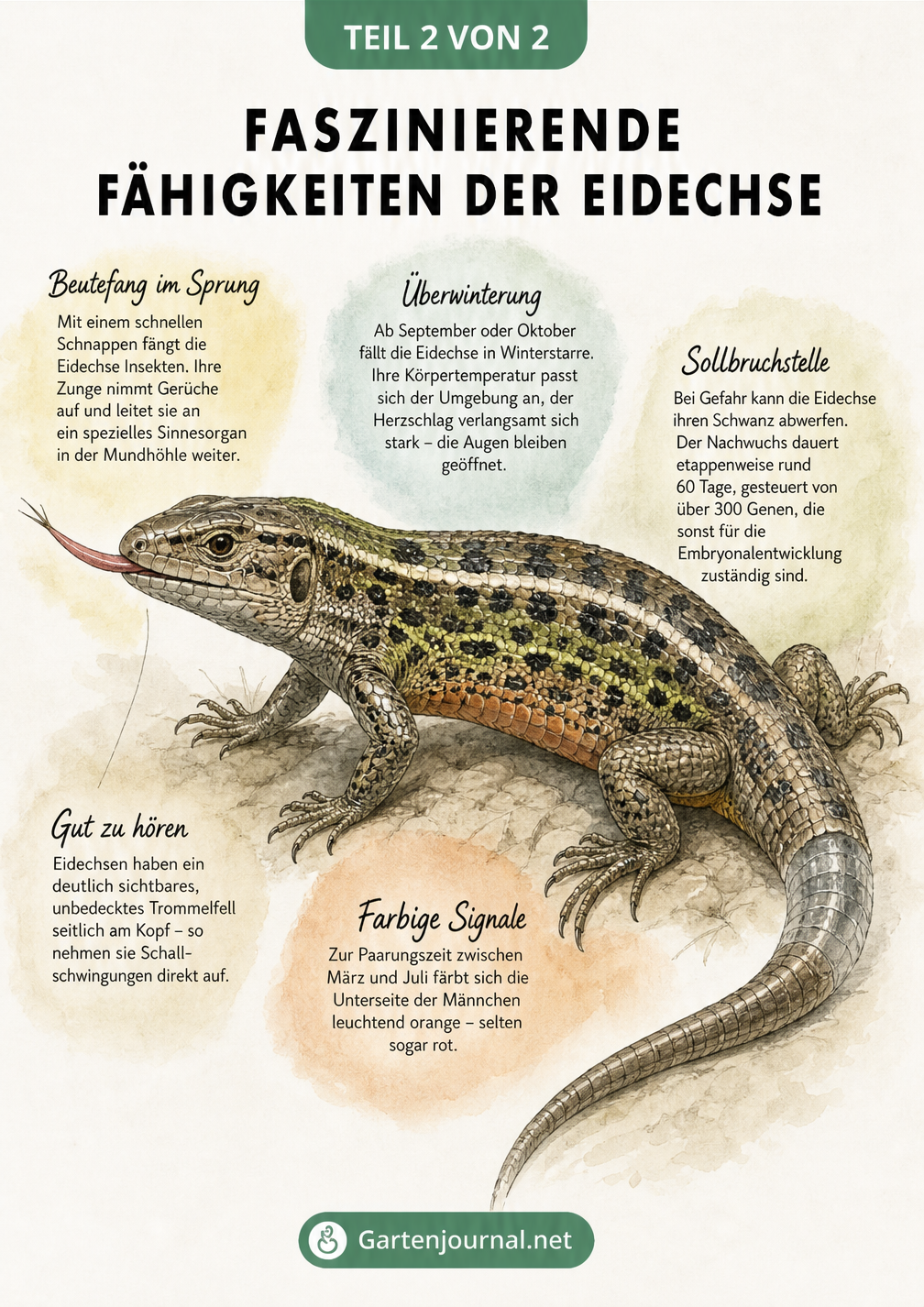 Anatomische Zeichnung einer Eidechse mit Erklärungen zu Zunge, Ohr, Farbwechsel, Überwinterung und Schwanzabwurf
