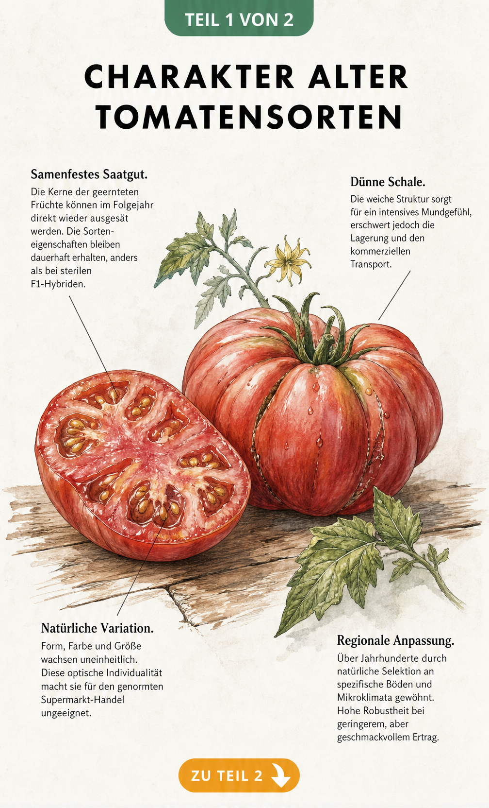 Illustration einer alten Tomatensorte mit Erklärungen zu samenfestem Saatgut, dünner Schale, natürlicher Variation und regionaler Anpassung