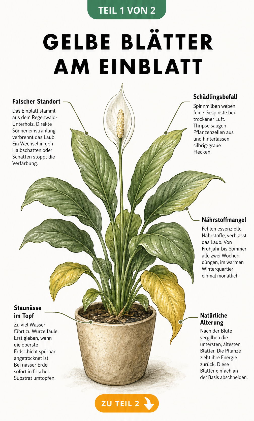 Illustration eines Einblatts mit gelben Blättern und Erklärungen zu Pflegefehlern wie falschem Standort, Nährstoffmangel und Staunässe.