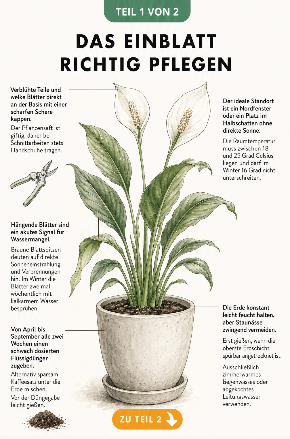 Botanische Illustration eines blühenden Einblatts mit Pflegehinweisen zu Standort, Gießen, Düngen und Schnitt