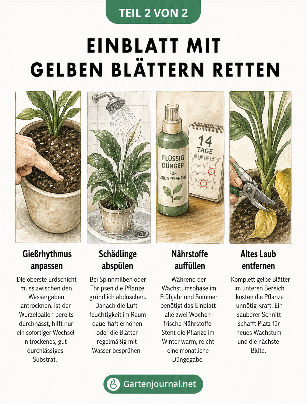 Vier Illustrationen zeigen Pflegemaßnahmen für das Einblatt: Gießrhythmus anpassen, Schädlinge abspülen, Nährstoffe auffüllen und altes Laub entfernen.