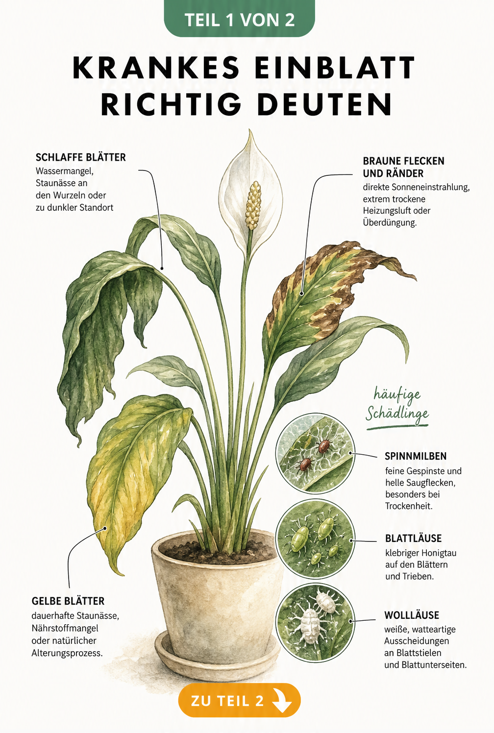 Botanische Illustration eines Einblatts, die typische Schadbilder wie gelbe, braune und schlaffe Blätter sowie Schädlinge zeigt.