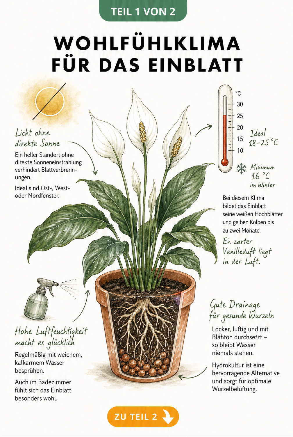 Botanische Illustration eines Einblatts im Terrakotta-Topf mit Hinweisen zu Licht, Temperatur, Luftfeuchtigkeit und Erde