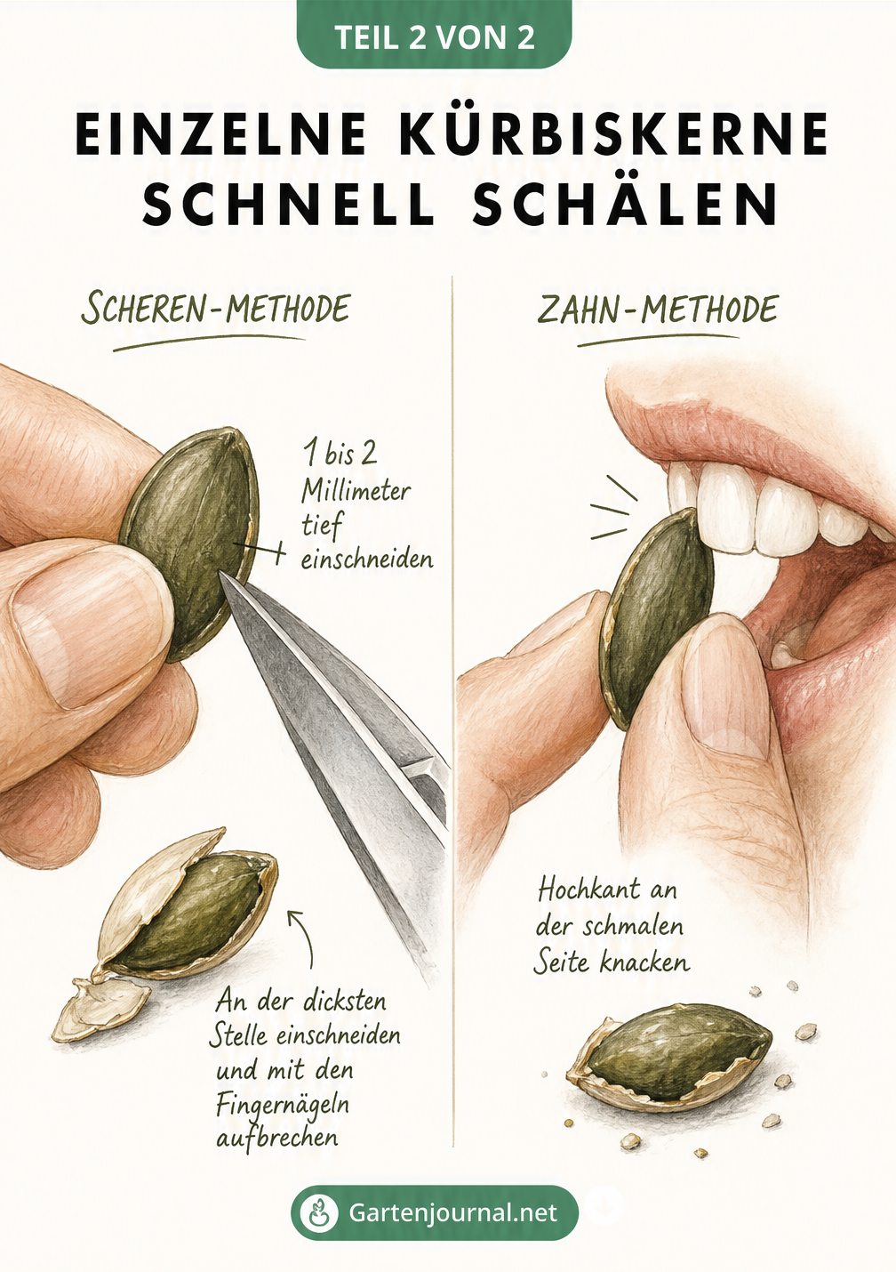 Detailzeichnung: Einzelne Kürbiskerne mit Schere oder Zähnen öffnen