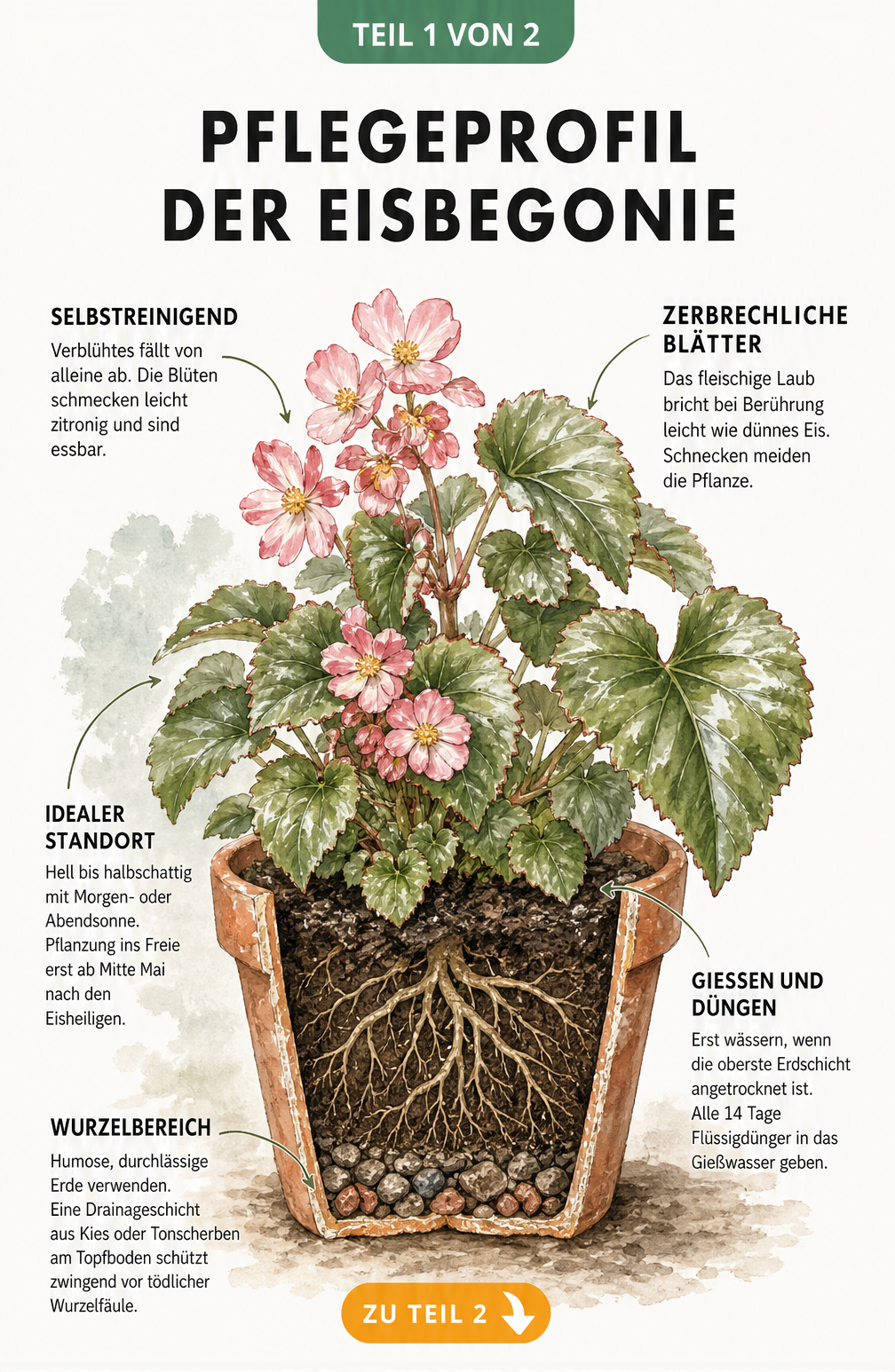 Botanische Illustration einer Eisbegonie im Terrakotta-Topf mit Querschnitt der Wurzeln und Pflegetipps