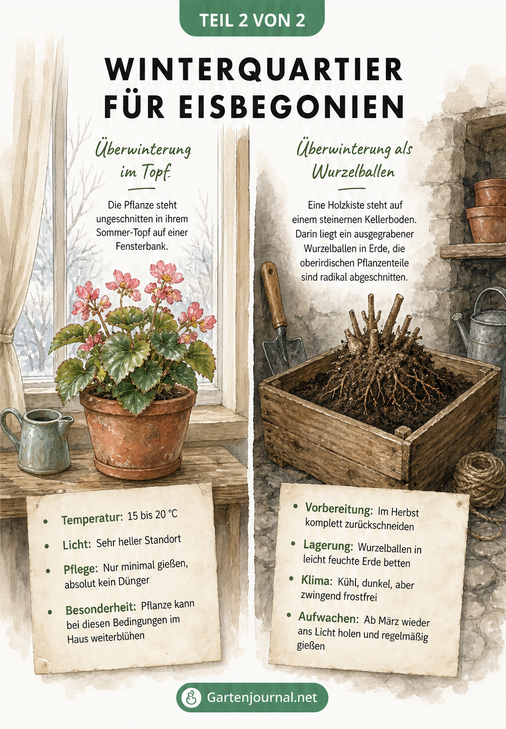 Illustration zweier Überwinterungsmethoden für Eisbegonien: am hellen Fensterplatz und als Wurzelballen im kühlen Keller
