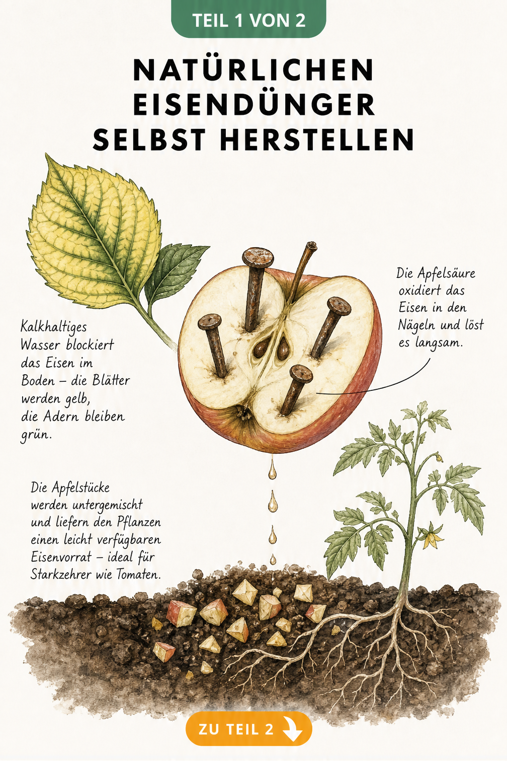 Illustration eines Hortensienblatts mit Chlorose und eines Apfels mit Eisennägeln in der Erde