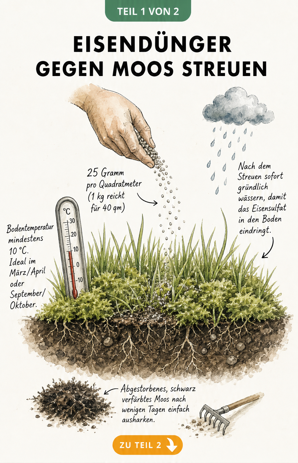 Illustration eines Rasenquerschnitts, der das Streuen von Eisendünger gegen Moos zeigt, inklusive Dosierung und Bodentemperatur