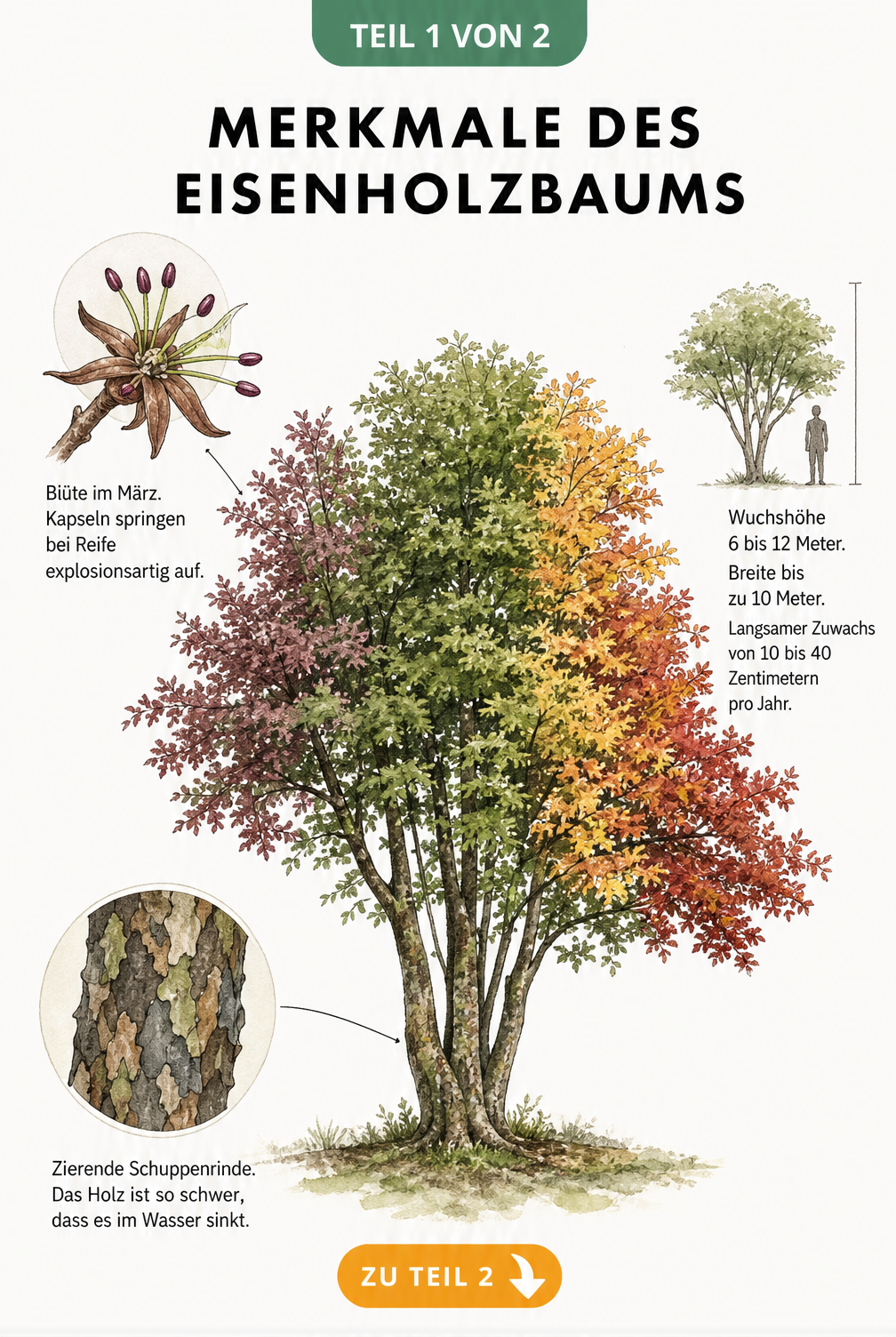 Botanische Illustration des Eisenholzbaums mit Details zu Blüte, Rinde und Wuchshöhe