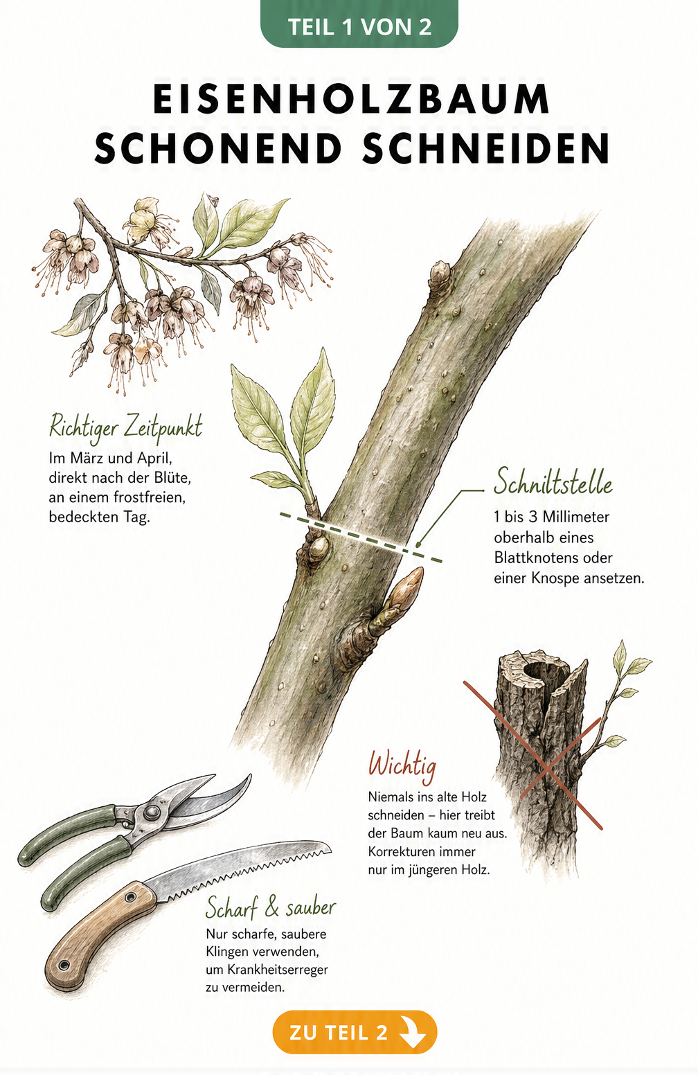 Illustration eines Eisenholzbaum-Astes mit Markierung der korrekten Schnittstelle über einem Blattknoten