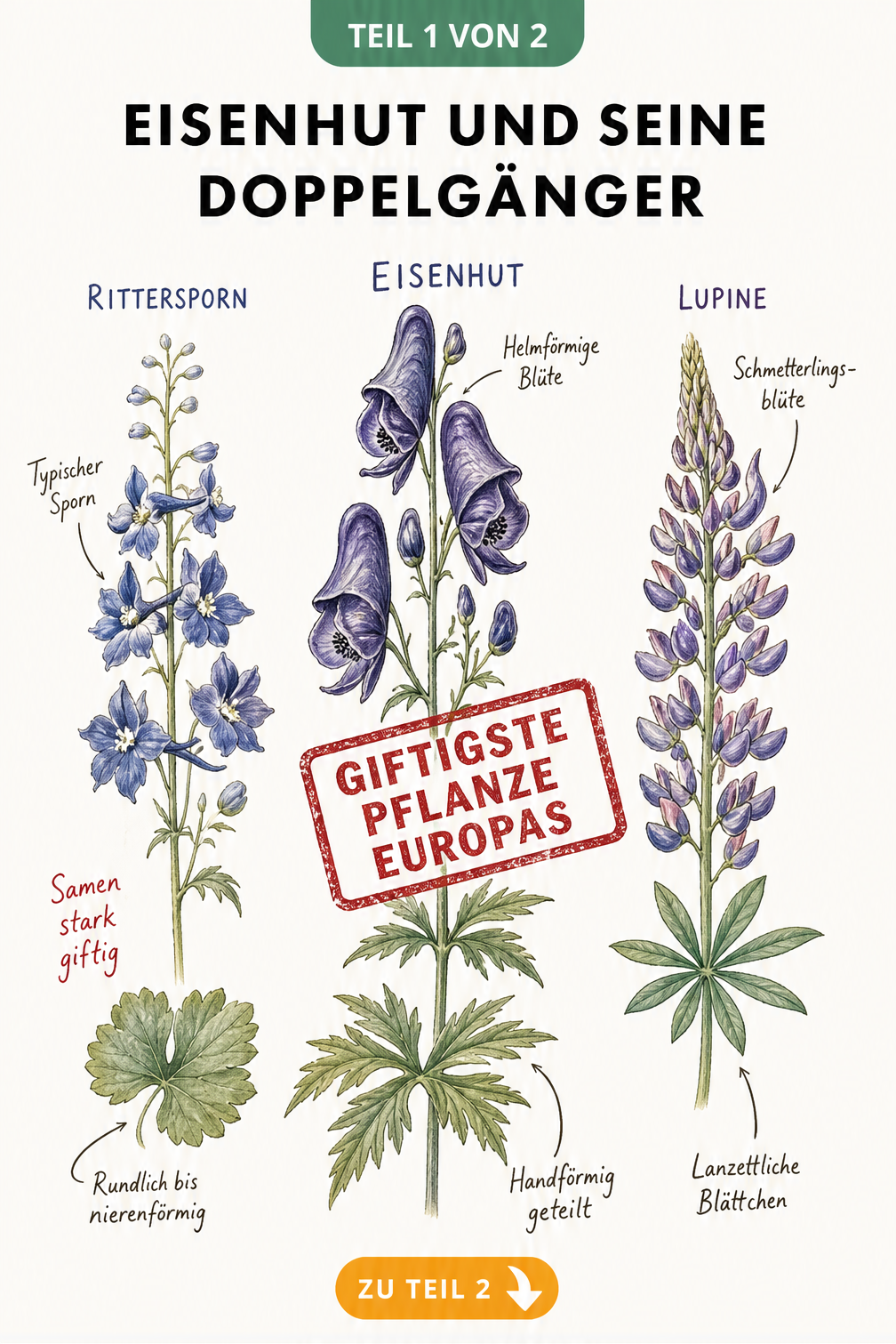 Botanische Zeichnung von Eisenhut, Rittersporn und Lupine mit Unterscheidungsmerkmalen