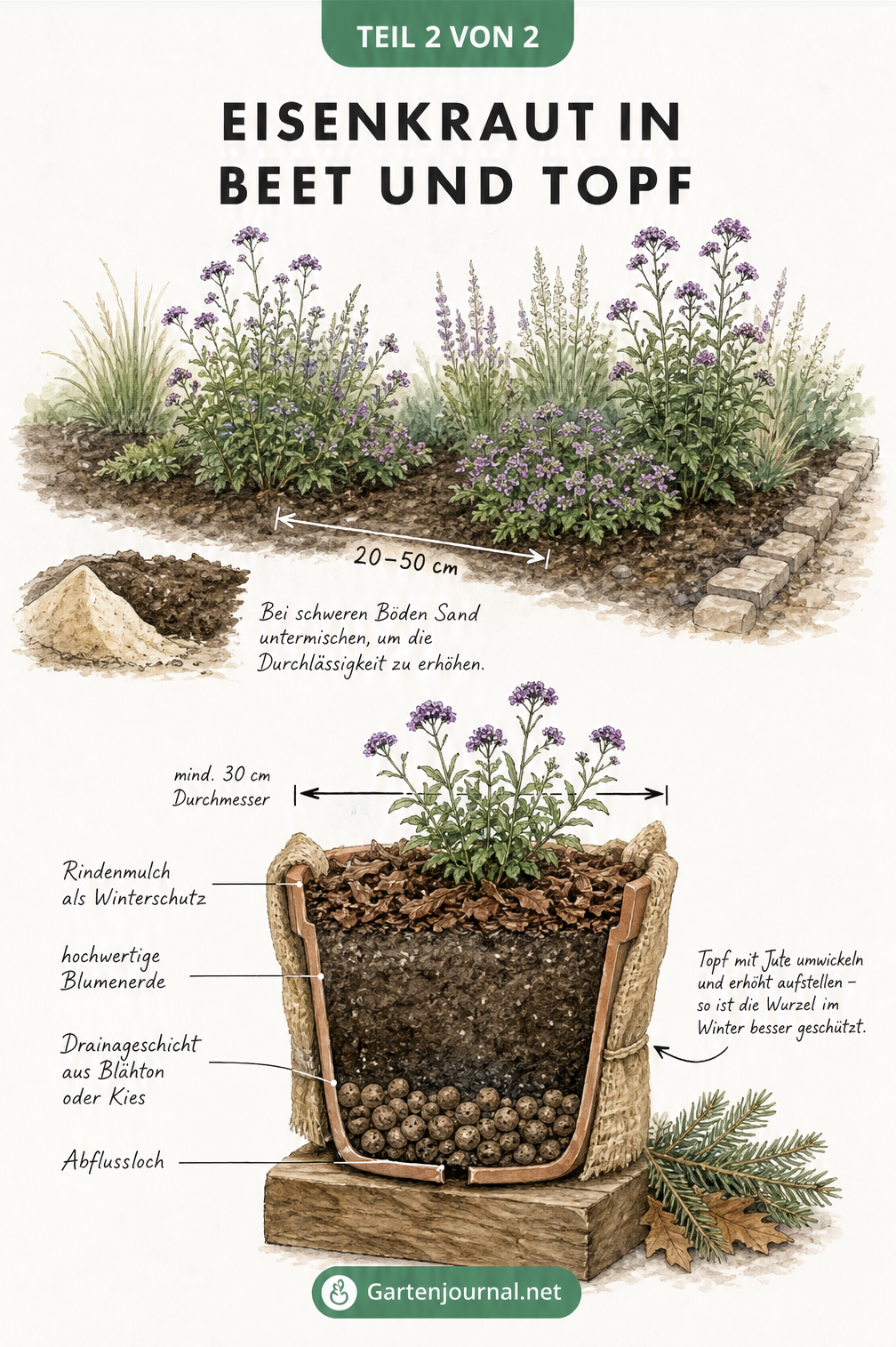 Aquarell-Skizze zur Pflanzung von Eisenkraut im Gartenbeet mit Pflanzabständen und im Topf mit Drainageschicht und Winterschutz