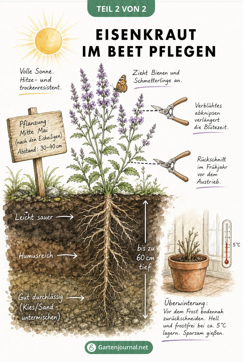 Querschnitt durch ein Gartenbeet mit blühendem Eisenkraut, das Standortbedingungen, Pflanzabstand, Rückschnitt und Bodenbeschaffenheit zeigt.