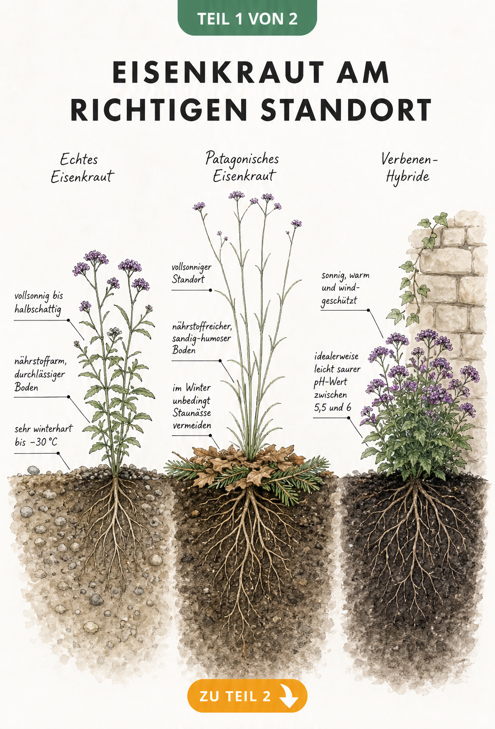 Botanische Illustration von Echtem Eisenkraut, Patagonischem Eisenkraut und Verbenen-Hybride mit Wurzelballen und Standortanforderungen