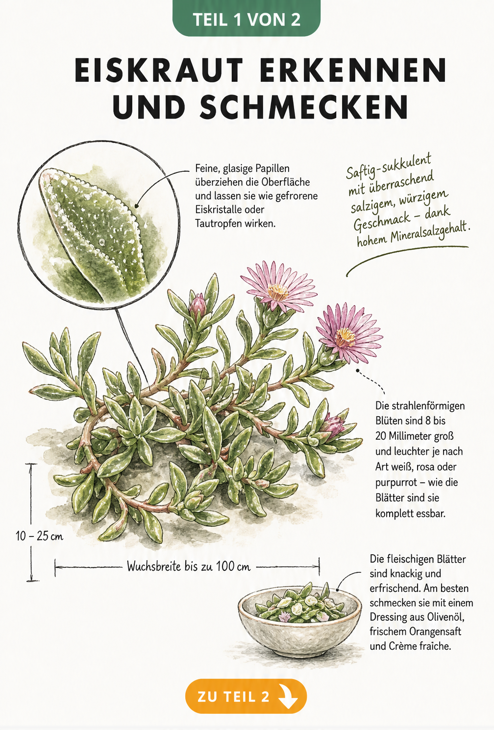 Botanische Illustration von Eiskraut mit vergrößertem Blatt, das glasige Papillen zeigt, sowie Blüten und einer Salatschüssel.