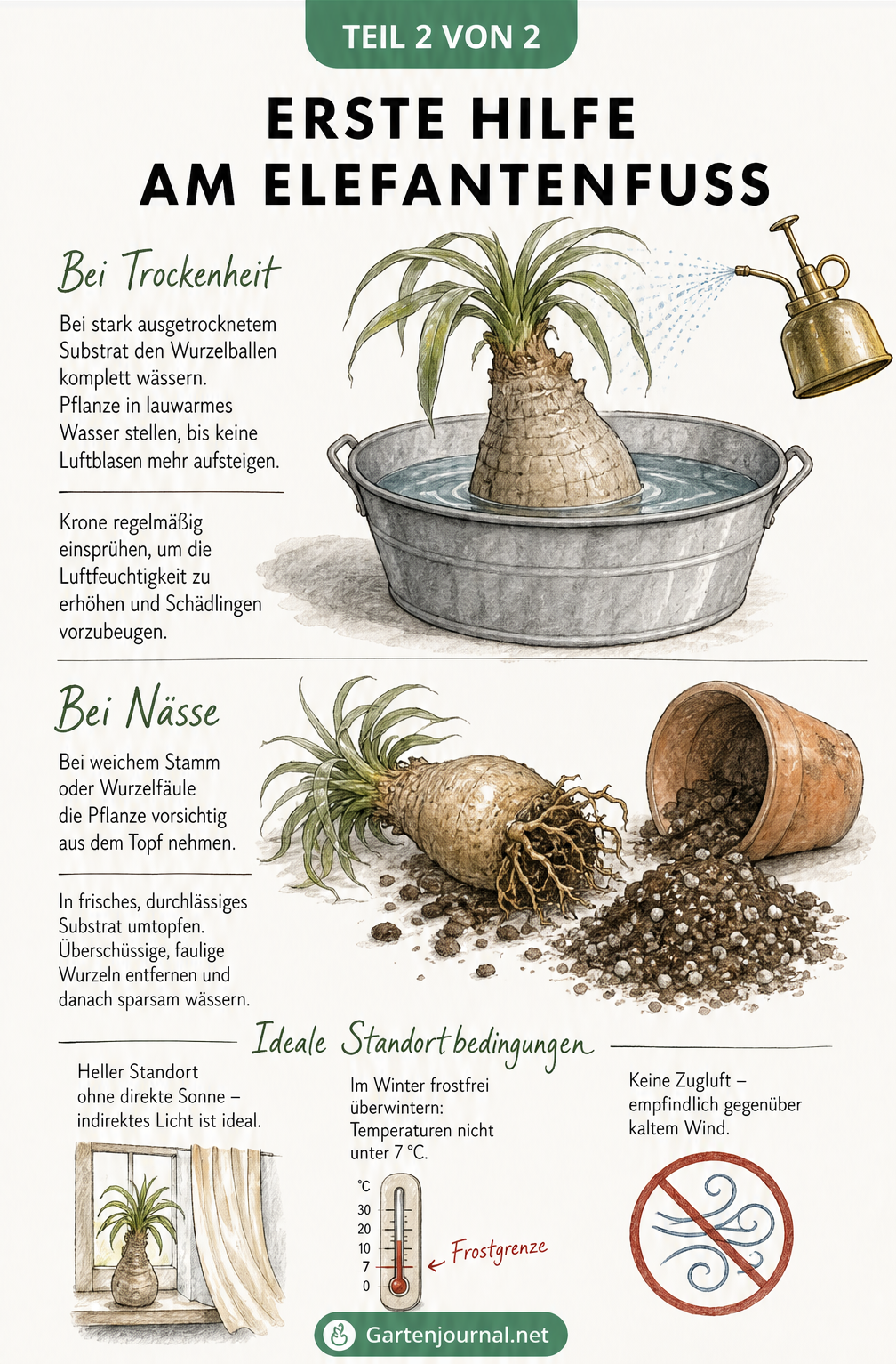 Zweigeteilte Illustration zur Ersten Hilfe beim Elefantenfuß: Oben ein Wasserbad bei Trockenheit, unten das Umtopfen bei Nässe, ergänzt durch ideale...