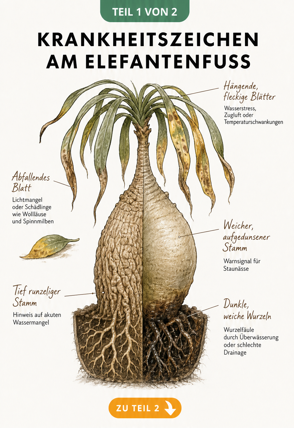 Illustration eines kranken Elefantenfußes im Querschnitt, die Symptome wie weiche Blätter, runzeligen oder faulenden Stamm sowie Wurzelfäule zeigt
