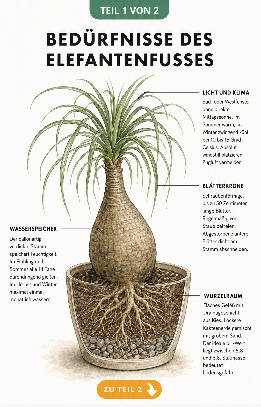 Botanische Illustration eines Elefantenfußes im Querschnitt mit Hinweisen zu Licht, Blätterkrone, Wasserspeicher und Wurzelraum