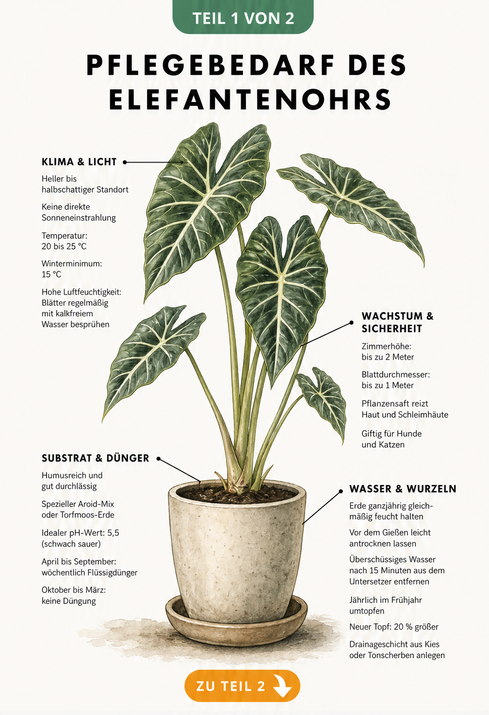 Botanische Illustration einer Alocasia macrorrhiza mit Pflegehinweisen zu Standort, Temperatur, Substrat und Gießen