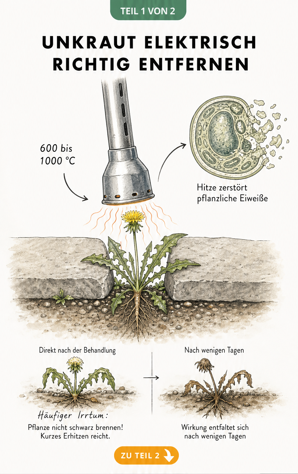 Querschnitt-Illustration eines Löwenzahns zwischen Pflastersteinen, der mit einem elektrischen Unkrautvernichter bei 600 bis 1000 Grad behandelt wird, wodurch...