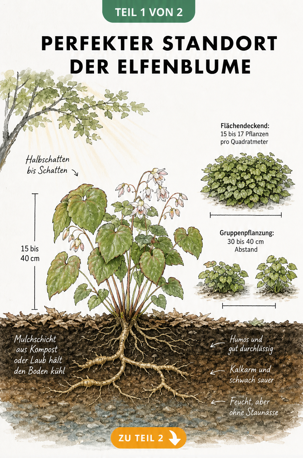 Botanische Querschnitt-Zeichnung einer Elfenblume im Gartenbeet mit Wurzelwerk, Bodenstruktur und Pflanzabständen
