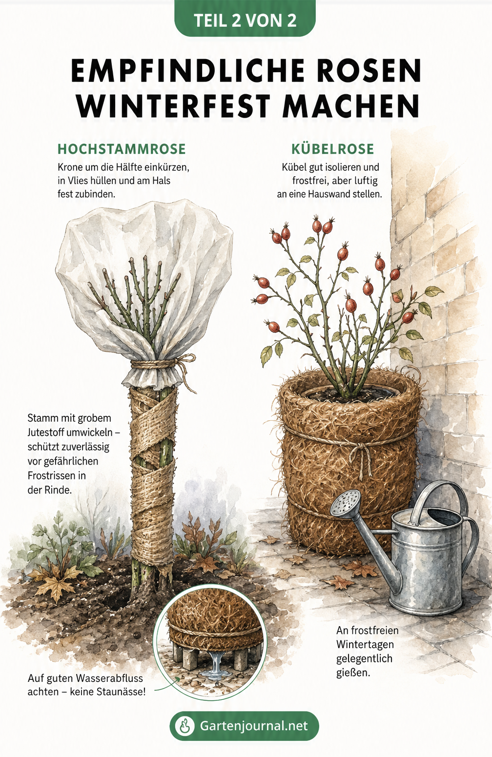Aquarell-Illustration einer Hochstammrose mit Wintervlies und Jute sowie einer Kübelrose mit Kokosmatte an einer Hauswand