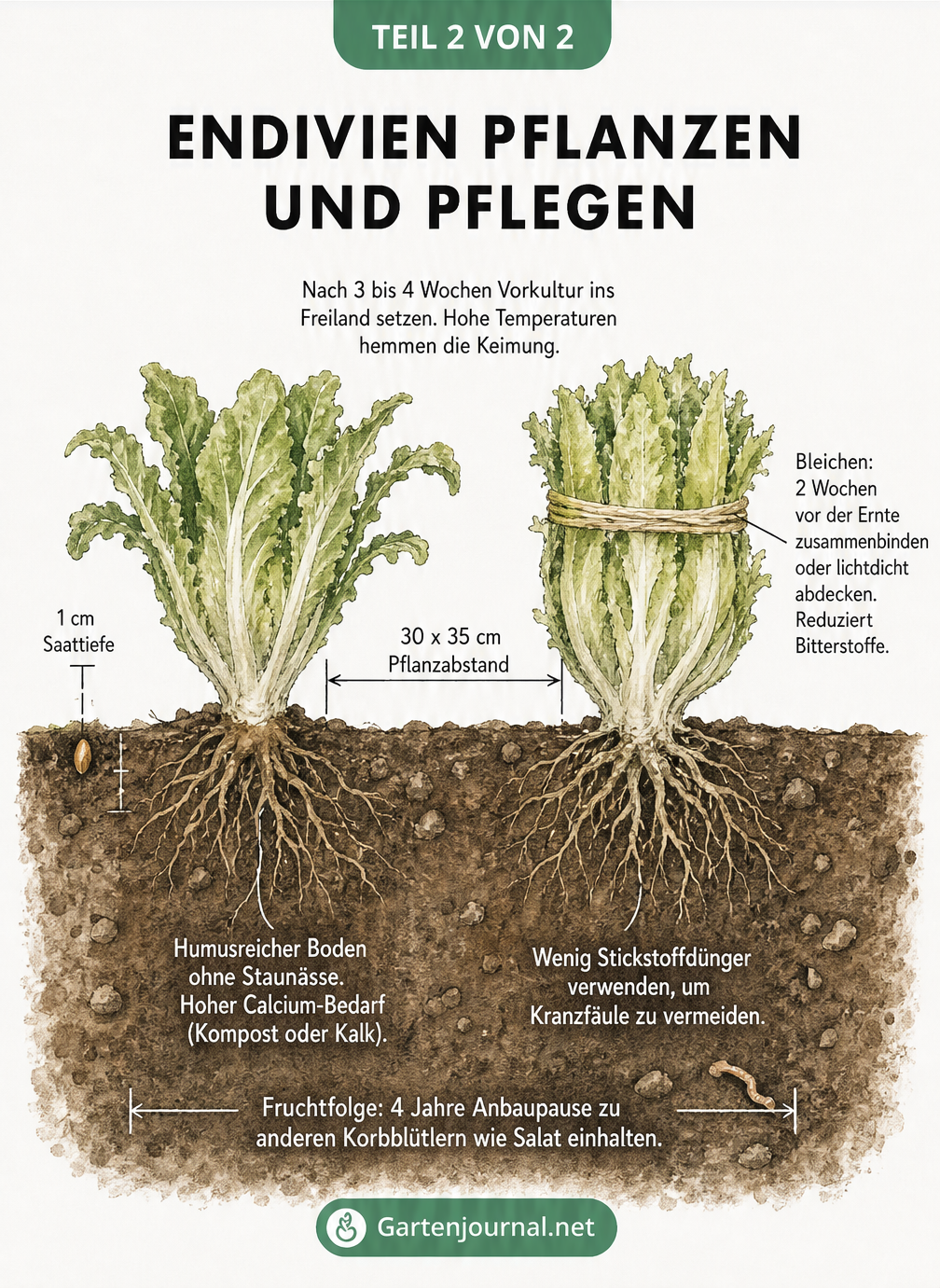 Querschnitt eines Gartenbeets mit Endivienpflanzen, Pflanzabstand, Saattiefe und Pflegetipps