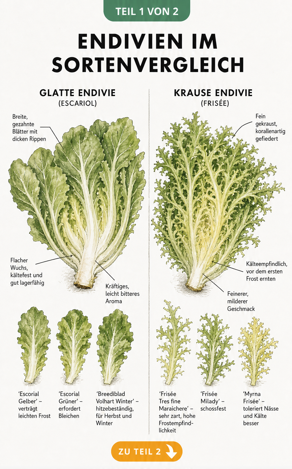 Botanische Illustration von glatter Endivie Escariol und krauser Endivie Frisée mit Sortenbeispielen