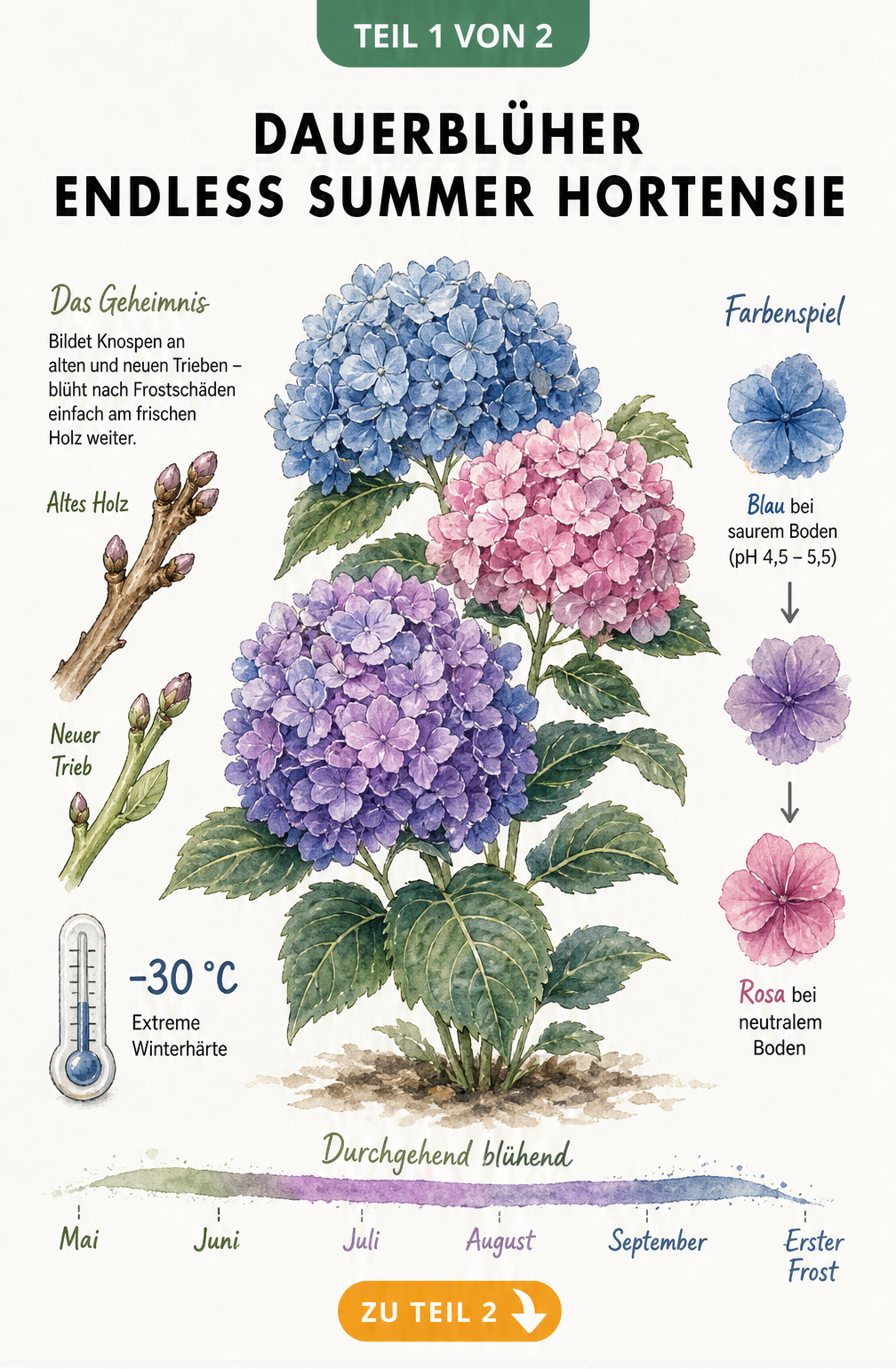 Botanische Illustration der Endless Summer Hortensie mit Zeitstrahl der Blütezeit von Mai bis zum ersten Frost, Erklärung der Blütenbildung an alten und neuen...