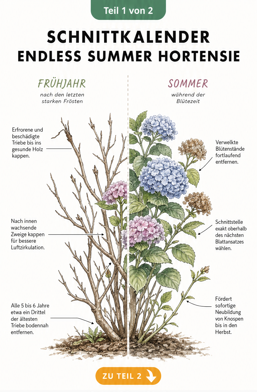 Botanische Illustration einer Endless Summer Hortensie, die den Schnittkalender für Frühjahr und Sommer zeigt