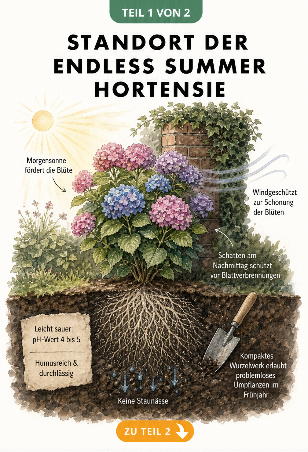 Querschnitt einer Endless Summer Hortensie im Garten mit Hinweisen zu Sonne, Schatten, Wind und Bodenbeschaffenheit