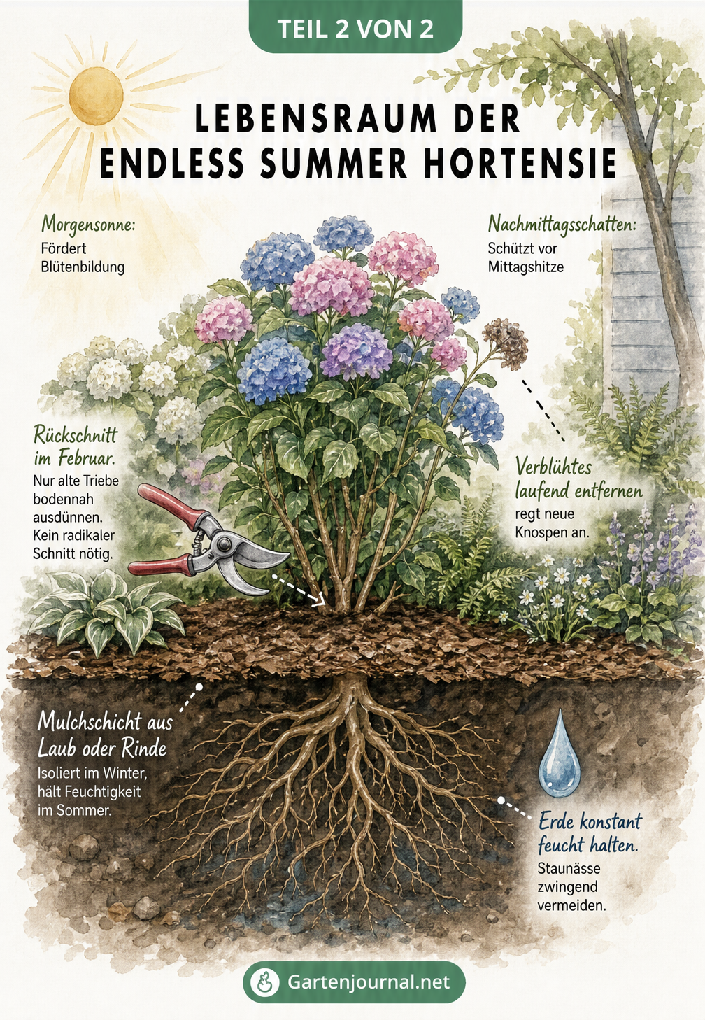 Querschnitt eines Gartenbeets mit einer Endless Summer Hortensie, Darstellung des idealen Sonnenverlaufs, Rückschnitt-Tipps und Bodenaufbau mit Mulchschicht.