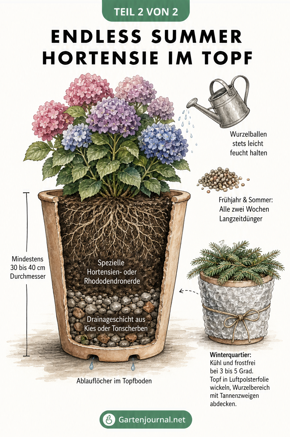 Querschnitt eines Pflanzkübels mit einer Endless Summer Hortensie, der Drainageschicht, Erde und Überwinterungstipps zeigt