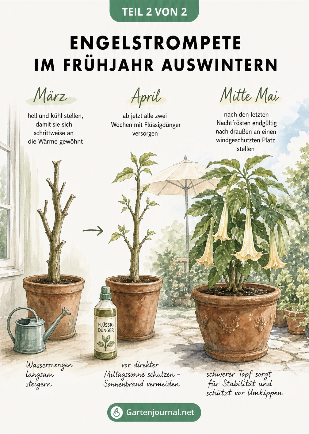 Zeitstrahl der Engelstrompete vom kühlen Innenraum im März bis zum Freiland im Mai