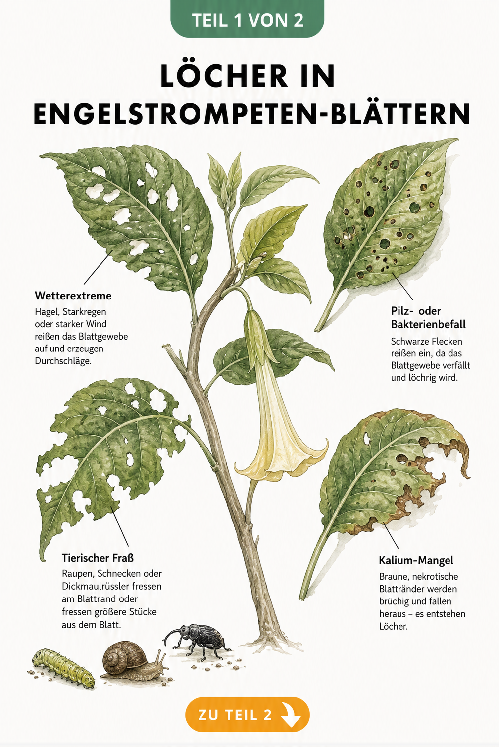 Botanische Illustration eines Engelstrompeten-Zweigs mit verschiedenen Blattschäden durch Wetter, Pilze, Fraß und Kaliummangel