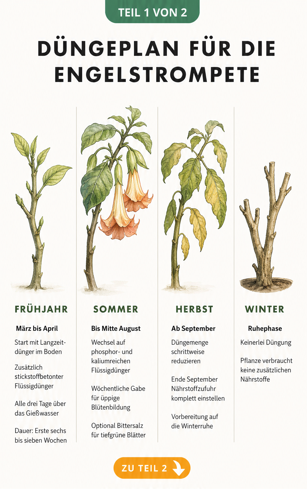 Düngeplan für die Engelstrompete im Jahresverlauf mit Illustrationen der Pflanze in Frühjahr, Sommer, Herbst und Winter