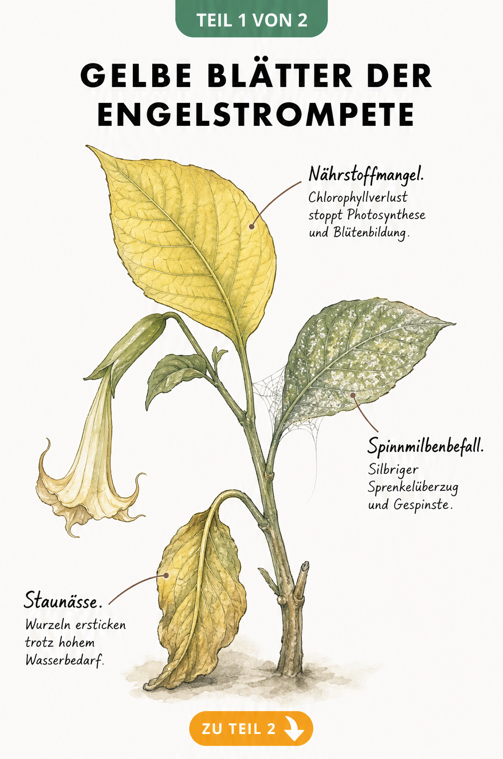 Botanische Illustration eines Engelstrompeten-Zweigs mit gelben Blättern, die Nährstoffmangel, Spinnmilbenbefall und Staunässe zeigen.