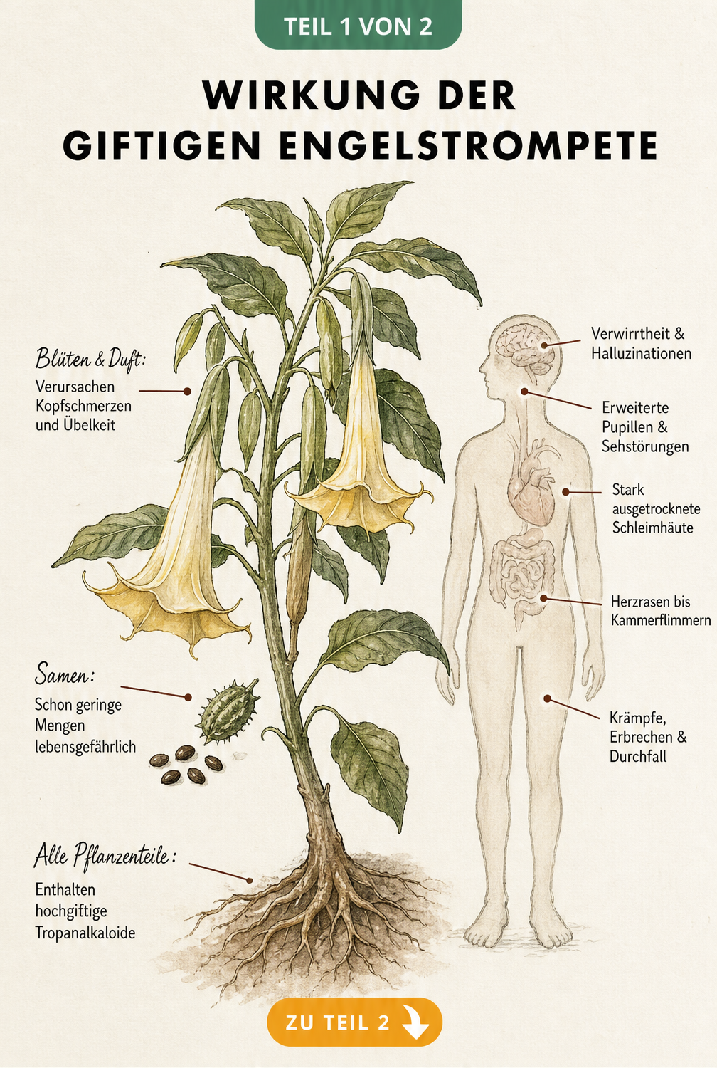 Botanische Illustration einer Engelstrompete mit Hinweisen auf giftige Pflanzenteile und Symptome am menschlichen Körper