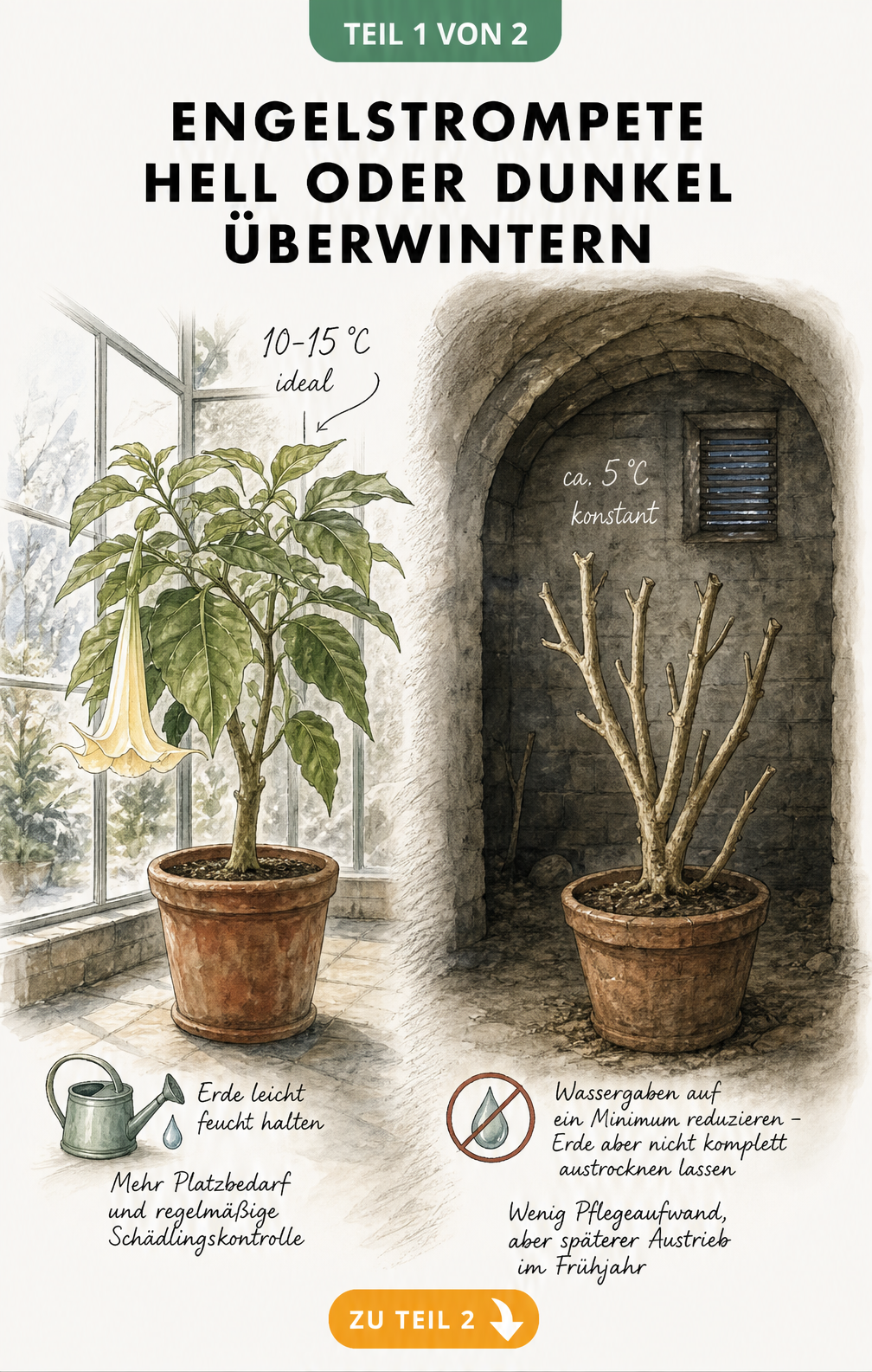 Illustration einer Engelstrompete im hellen Wintergarten bei 10 bis 15 Grad und im dunklen Keller bei 5 Grad