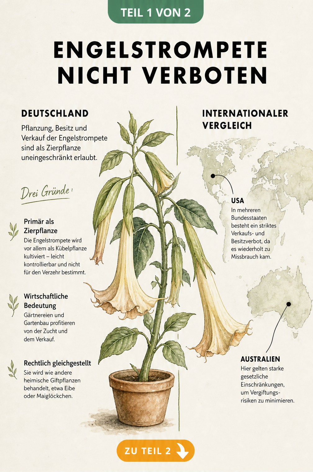 Illustration einer Engelstrompete mit Informationen zur Legalität in Deutschland und internationalen Verboten