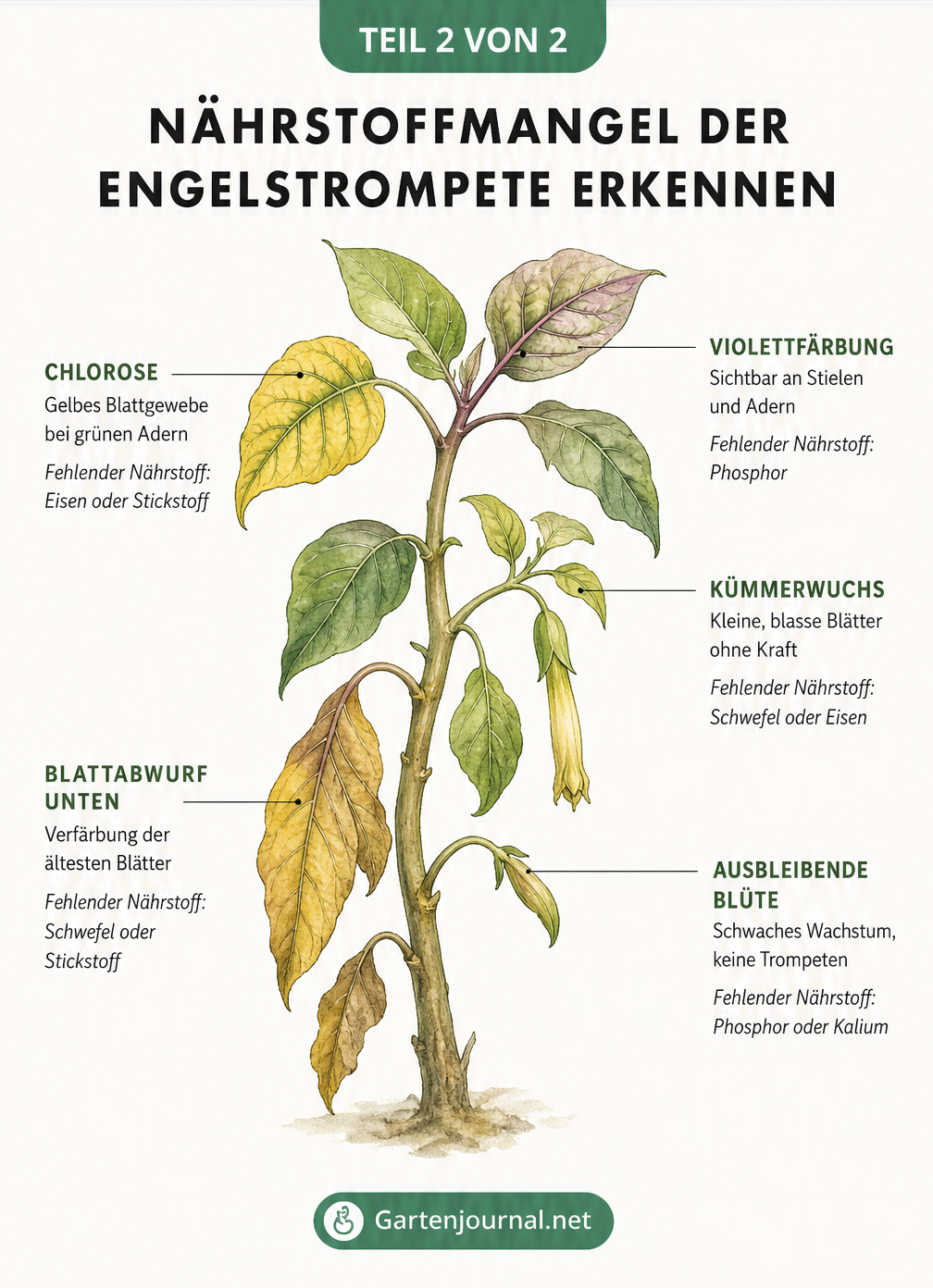 Illustration eines Engelstrompeten-Zweigs, die Nährstoffmangel wie Chlorose, Blattabwurf, Violettfärbung und Kümmerwuchs zeigt
