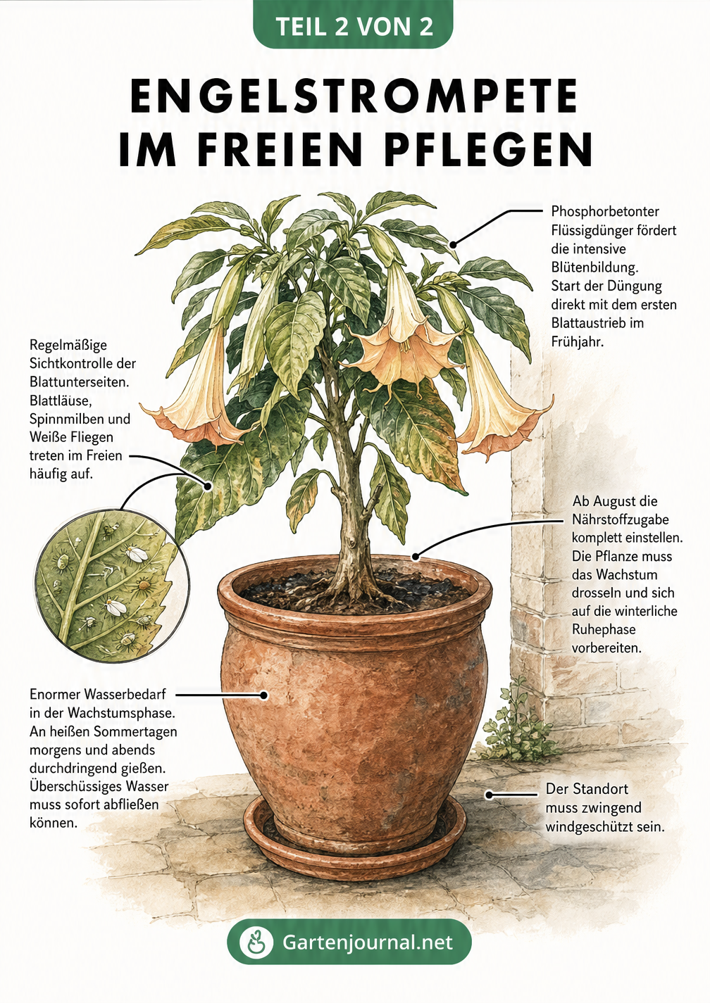 Illustration einer blühenden Engelstrompete im Terrakottatopf mit Pflegetipps zu Standort, Gießen und Düngen