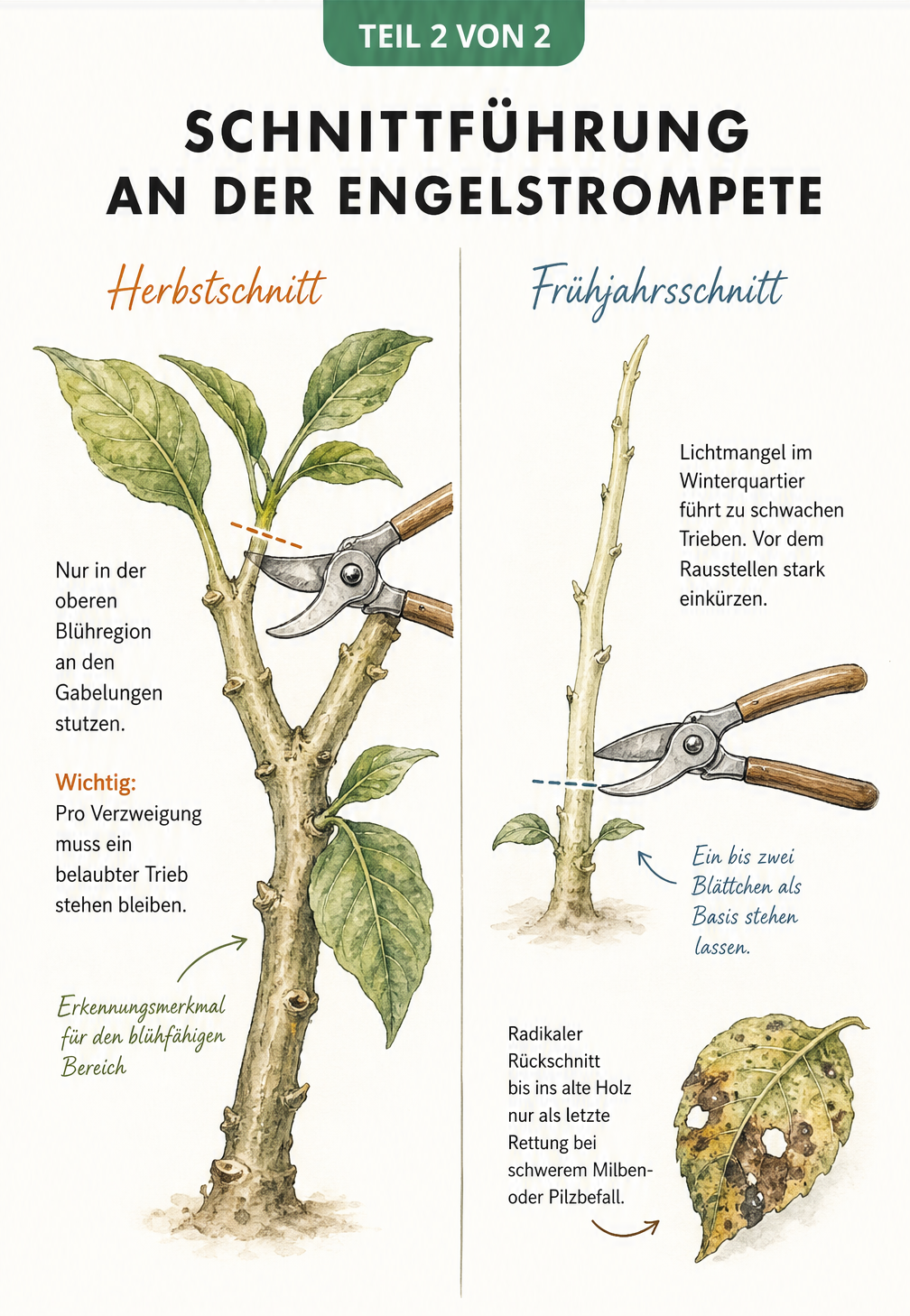 Detailzeichnung der Schnittführung an einer Engelstrompete, die den Herbstschnitt an einer Astgabelung und den Frühjahrsschnitt an einem Geiltrieb zeigt.