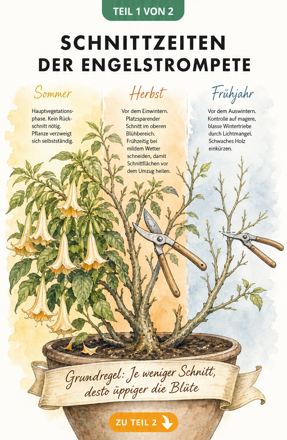 Illustration einer Engelstrompete im Pflanzkübel, die in drei Zonen für Sommer, Herbst und Frühjahr unterteilt ist und die jeweiligen Schnittzeiten zeigt.
